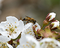 Bee Pollination 6